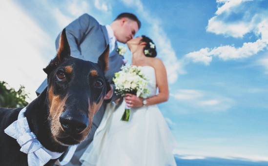 Doberman Pinscher Ring bearer at W Retreat Vieques