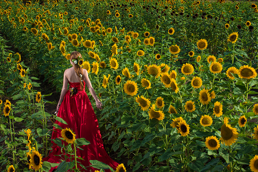 108-Girasoles